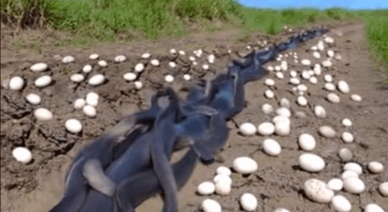The Eggs Beneath the Corn