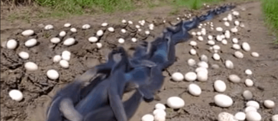 The Eggs Beneath the Corn