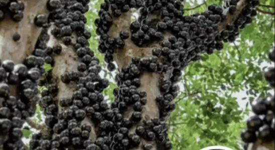 Rare Tree Turns Heads
