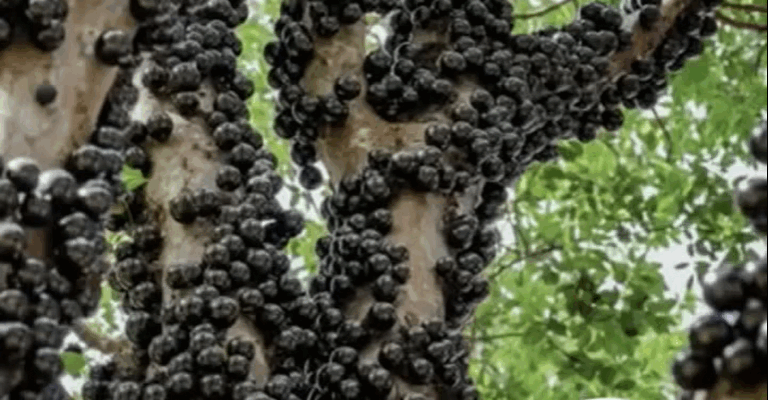 Rare Tree Turns Heads