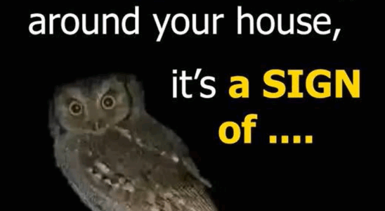 The Owl’s Visit: A Whisper From the Shadows