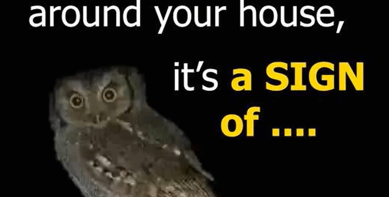 The Owl’s Visit: A Whisper From the Shadows