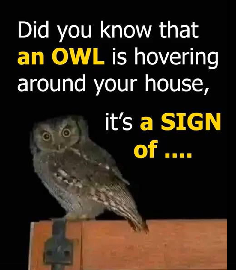The Owl’s Visit: A Whisper From the Shadows