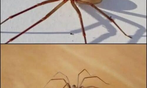 Be Careful! This Spider Will Harm You With Just One Bite
