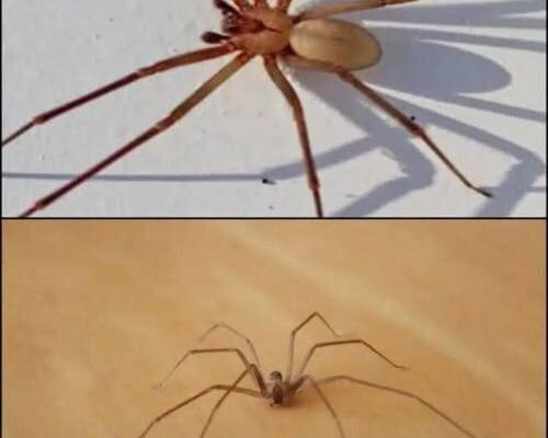Be Careful! This Spider Will Harm You With Just One Bite