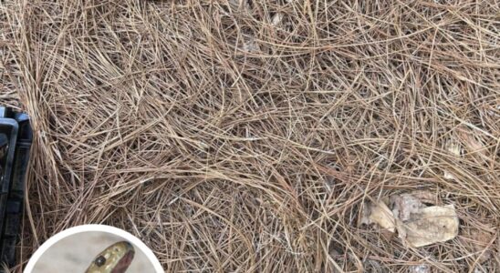Only People With Sniper Vision Can Spot The Hidden Snake In This Photo