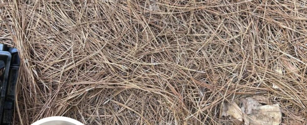 Only People With Sniper Vision Can Spot The Hidden Snake In This Photo