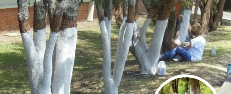 If You Spot A Tree Painted White, Here’s What It Means
