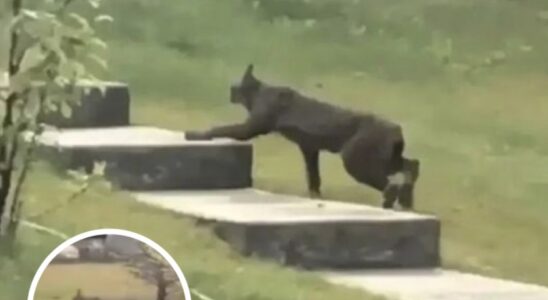Rare Creature Caught On Camera For The 1st Time