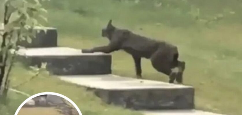 Rare Creature Caught On Camera For The 1st Time