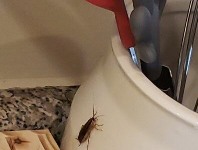 A cheap and simple method to keep these pests away from your home