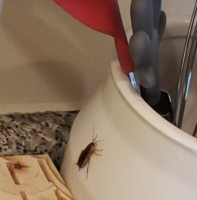 A cheap and simple method to keep these pests away from your home