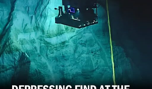 Depressing find at the bottom of the Mariana Trench is a warning to the world