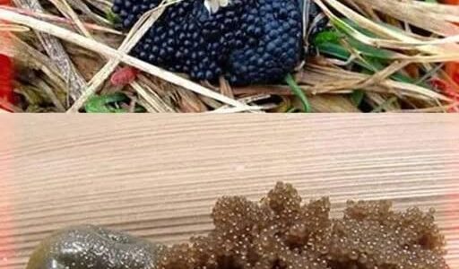 If You See These Eggs In Your Backyard, Burn Them Immediately