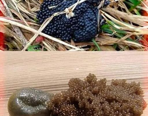 If You See These Eggs In Your Backyard, Burn Them Immediately