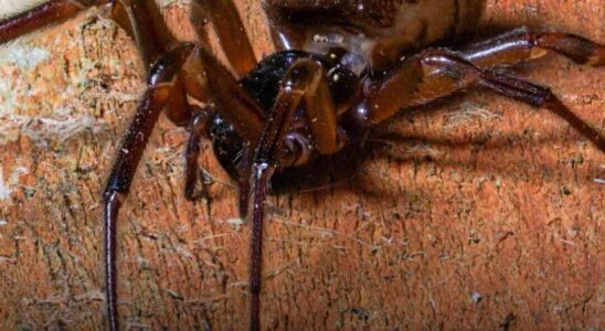 Keep Windows Shut to Stop the Spider from Entering Homes
