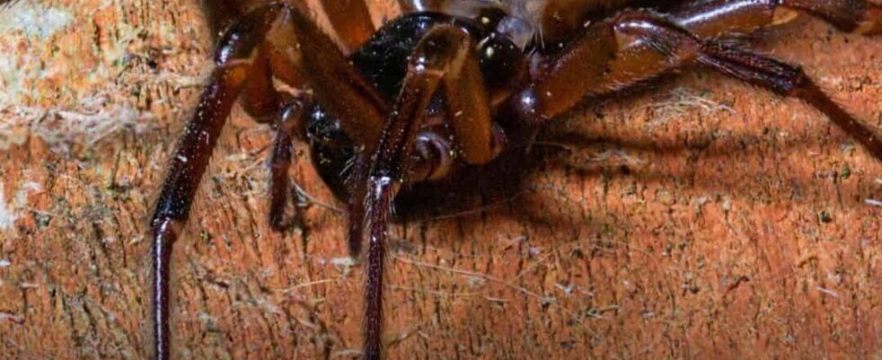 Keep Windows Shut to Stop the Spider from Entering Homes