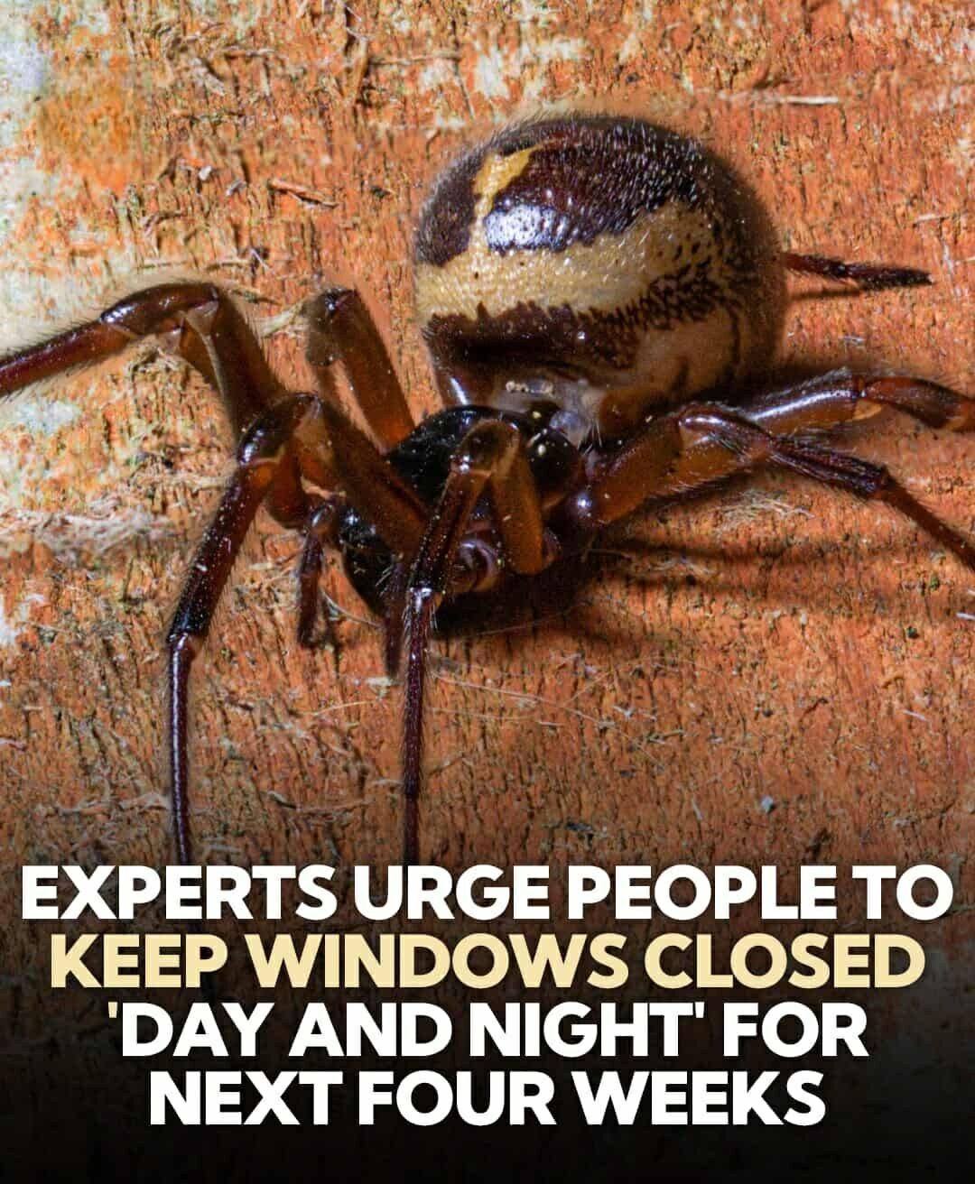 Keep Windows Shut to Stop the Spider from Entering Homes