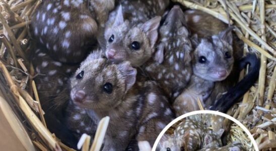 Group Discover Unusually Spotted Creatures