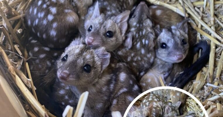 Group Discover Unusually Spotted Creatures