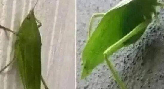 When a Leafhopper Visits Your Home, Nature Might Be Sending You a Message