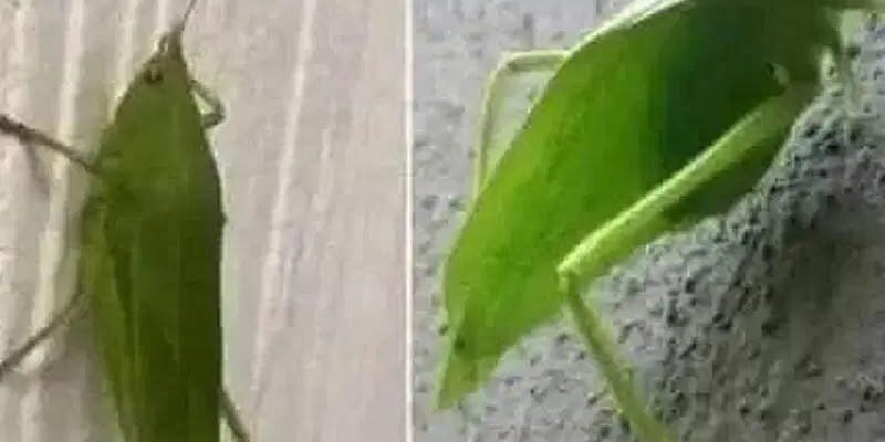 When a Leafhopper Visits Your Home, Nature Might Be Sending You a Message