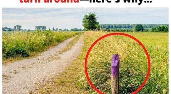 If You See a Painted Purple Fence, This Is What It Means