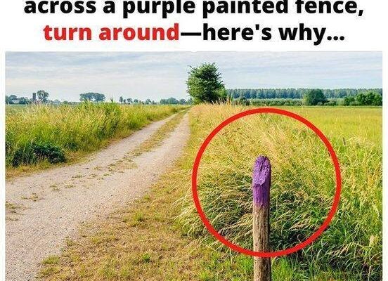 If You See a Painted Purple Fence, This Is What It Means