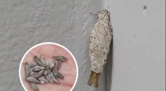 Factors That Increase Kamitetep Infestations — And How to Keep Your Home Free of Them