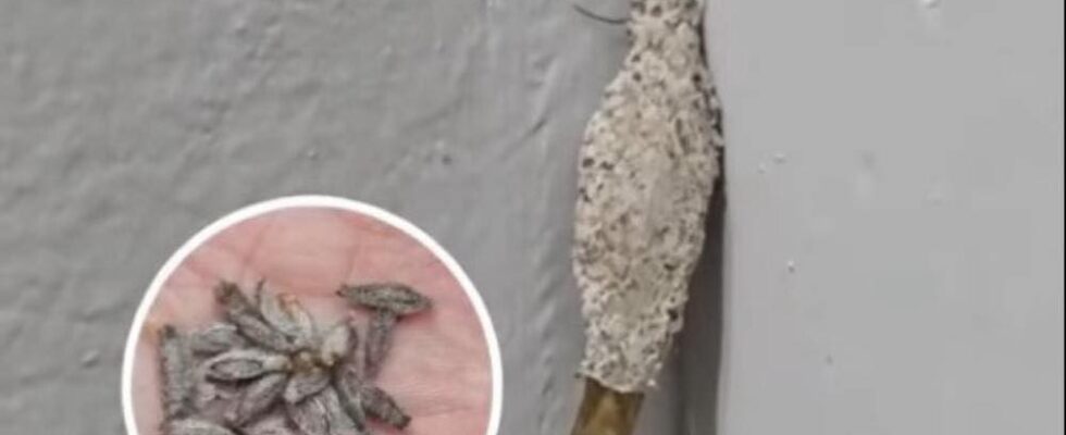Factors That Increase Kamitetep Infestations — And How to Keep Your Home Free of Them