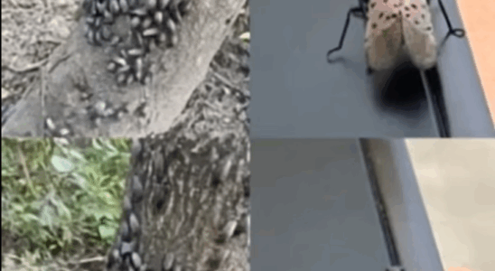 Don’t Wait—Take Immediate Action If This Insect Shows Up in Your House