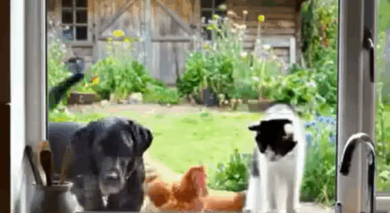 While taking a funny picture of my neighbor’s animals, I had no idea I was capturing heroes in action.