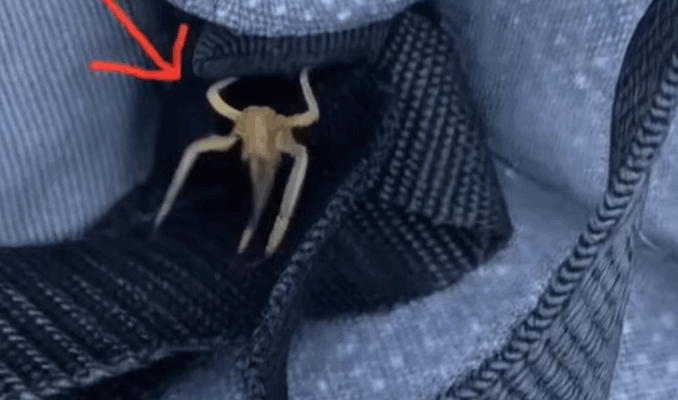 What Are These Strange Objects on My Car? The Surprising Truth Revealed…