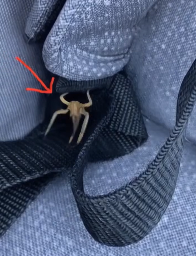 What Are These Strange Objects on My Car? The Surprising Truth Revealed…