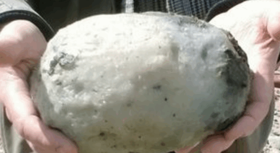 Couple Stunned After Stumbling Across “Weird Stone” On The Beach – And It Could Be Worth £50,000