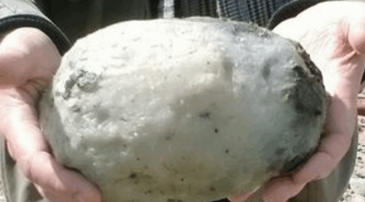 Couple Stunned After Stumbling Across “Weird Stone” On The Beach – And It Could Be Worth £50,000