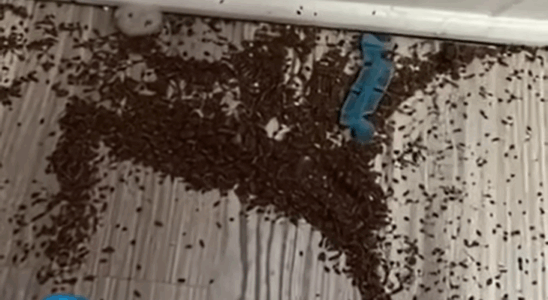Mother Begs People Online For Help After Finding Mysterious ‘Coffee Grounds’ In Daughter’s Bedroom