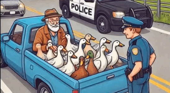 Officer Orders Man to Take Ducks to the Zoo — Next Day They’re Headed to the Beach in Sunglasses