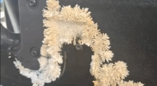 I Found Something Unusual Under My Back Seat… and It Kept Growing