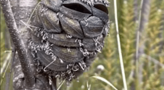 She Thought She Saw A Happy Bird In The Woods, Then Suddenly Realizes Her Mistake