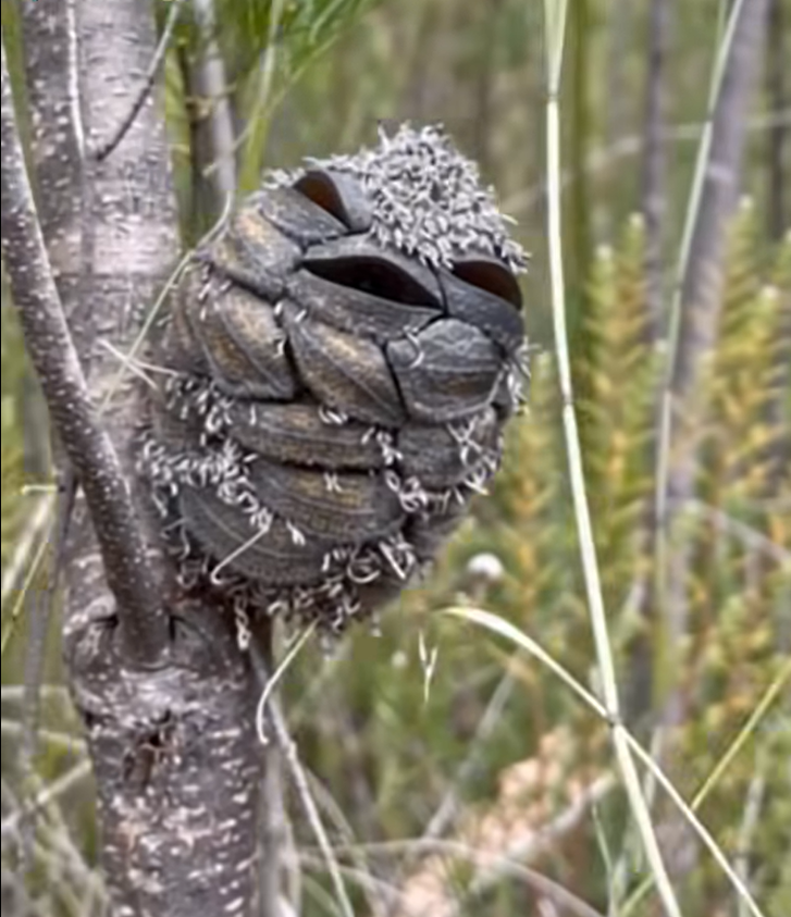 She Thought She Saw A Happy Bird In The Woods, Then Suddenly Realizes Her Mistake