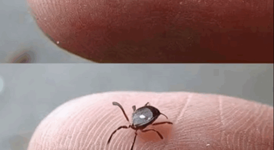 Lone Star Tick Bites