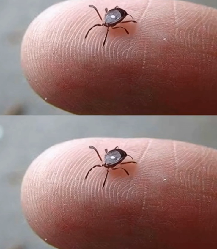 Lone Star Tick Bites