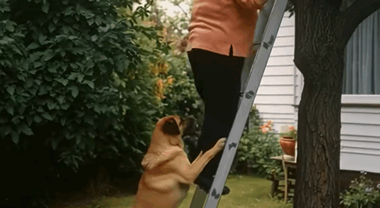 I climbed the ladder, and my dog tugged at my trousers—suddenly, everything became clear