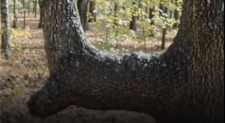 If You See A Bent Tree In The Forest, Start Looking Around Immediately