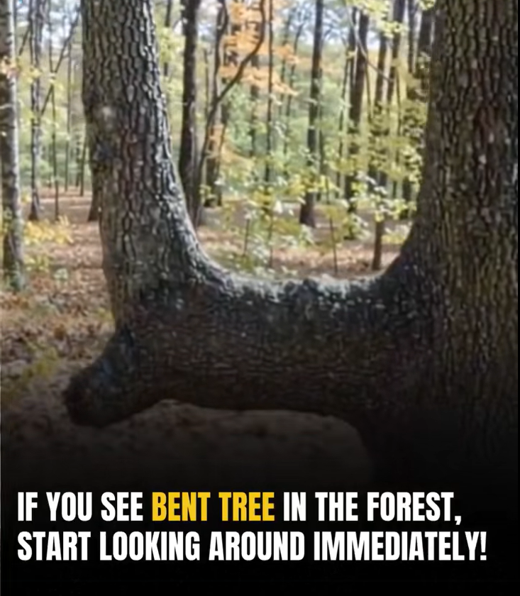 If You See A Bent Tree In The Forest, Start Looking Around Immediately